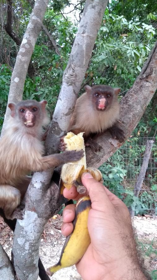 Chacara Pousada Sagui Cuiabá Exterior foto